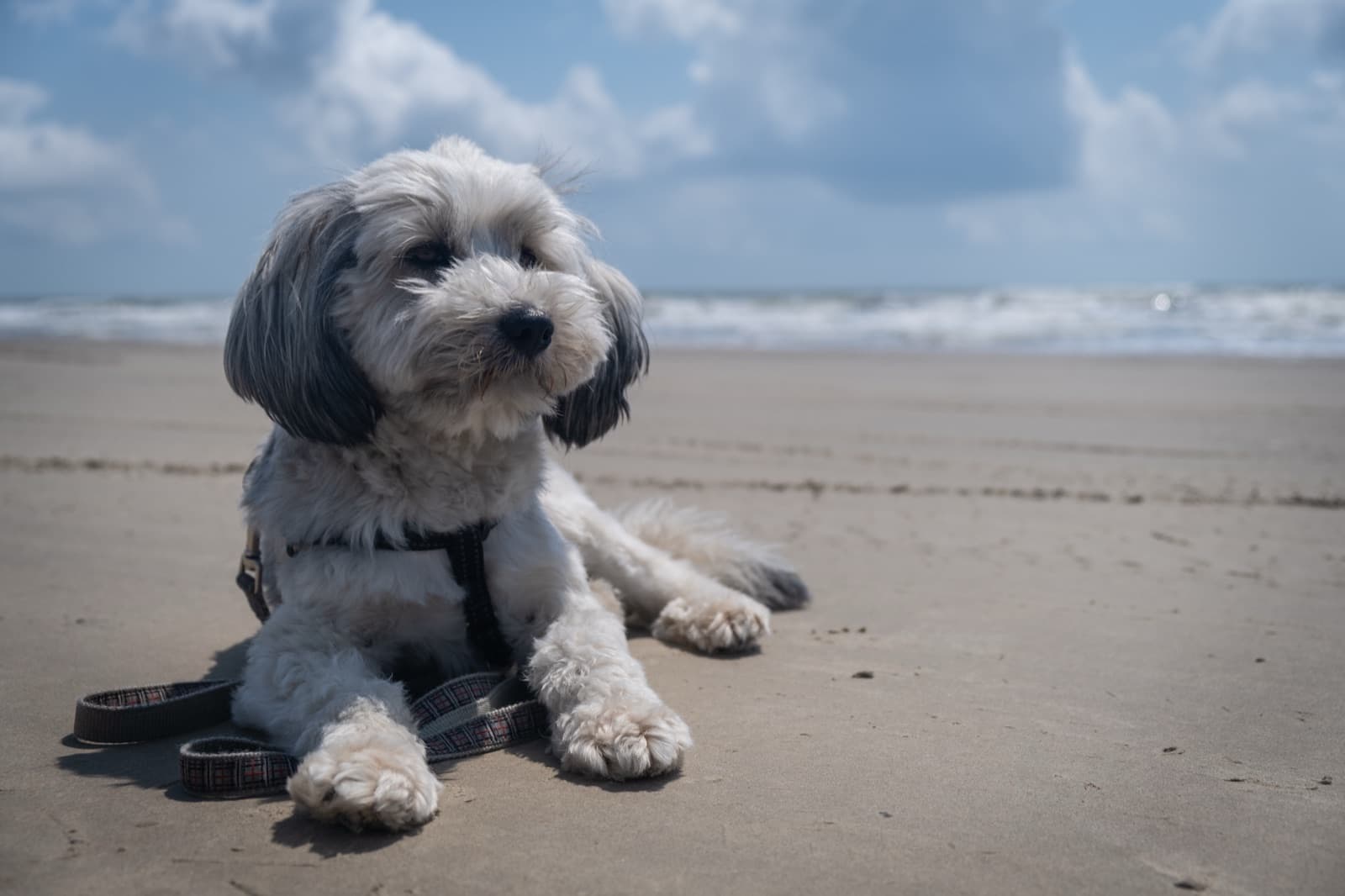 Small gray and white dog resting on the sand at a New Smyrna Beach shoreline with the Atlantic Ocean behind