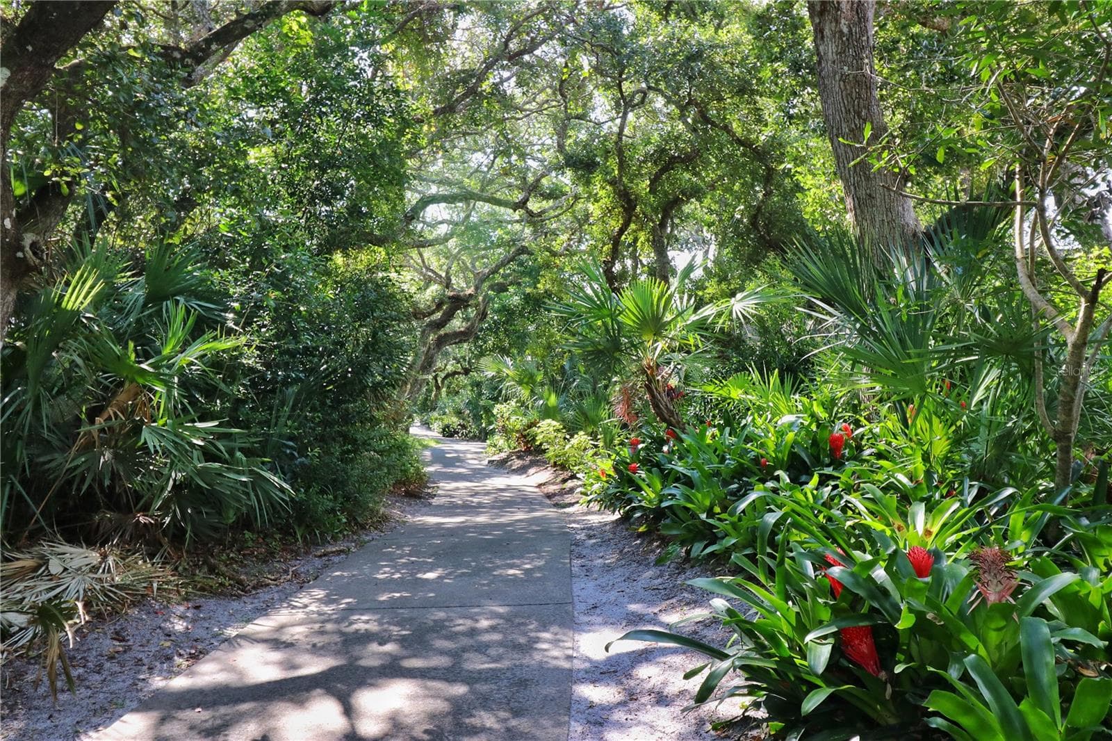 Tree-lined streets of Sea Woods neighborhood in New Smyrna Beach, Florida